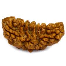 Ek Mukhi Rudraksha